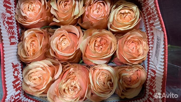 Розы эквадор