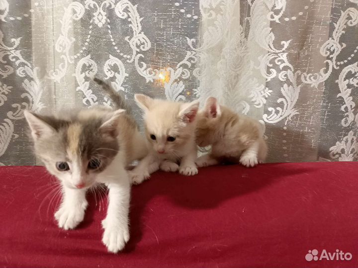 Котята в добрые руки