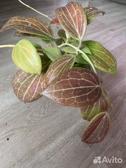 Хойя Hoya Yenyen seedling (ByPatcharawalai)