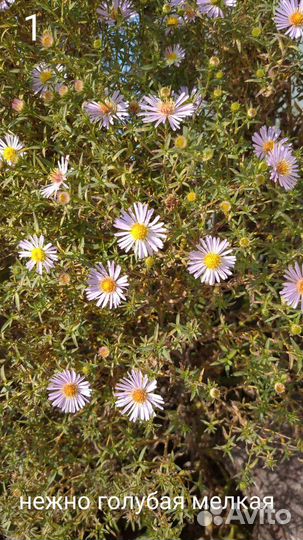 Сентябринки