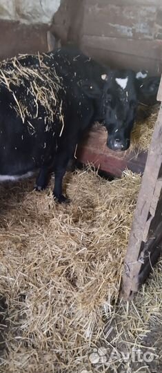 Корова на мясо