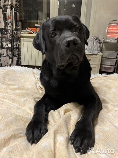 Вязка лабрадор