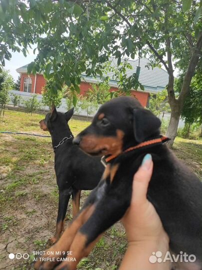 Щенки добермана. (Вязка )