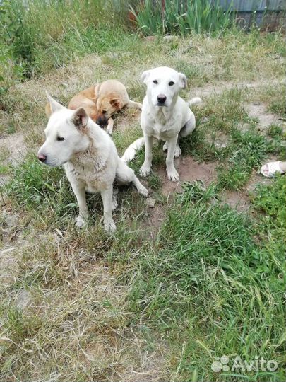 Кобелек и девочка