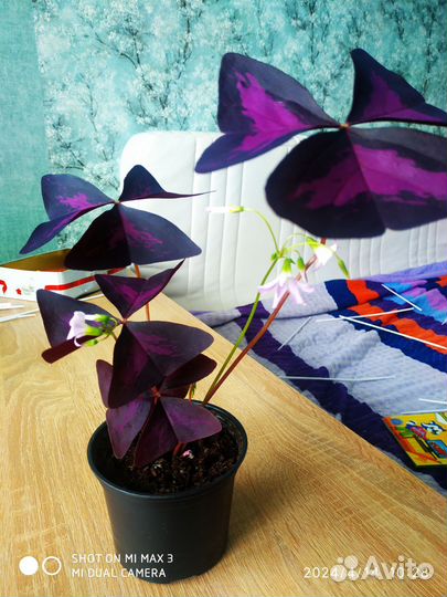 Оксалис кислица