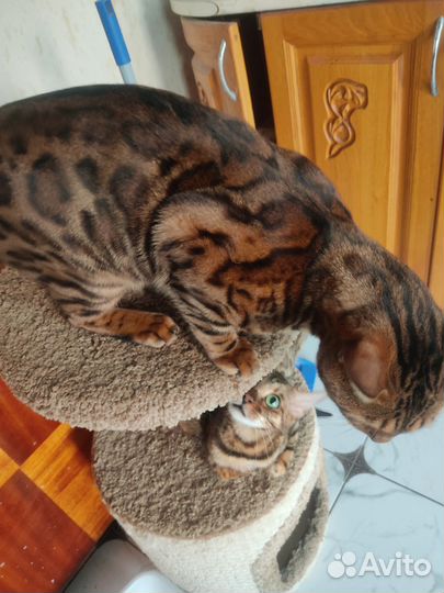 Бенгальский кот вязка
