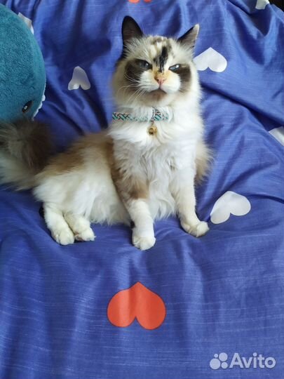 Вязка Рэгдолл кошка