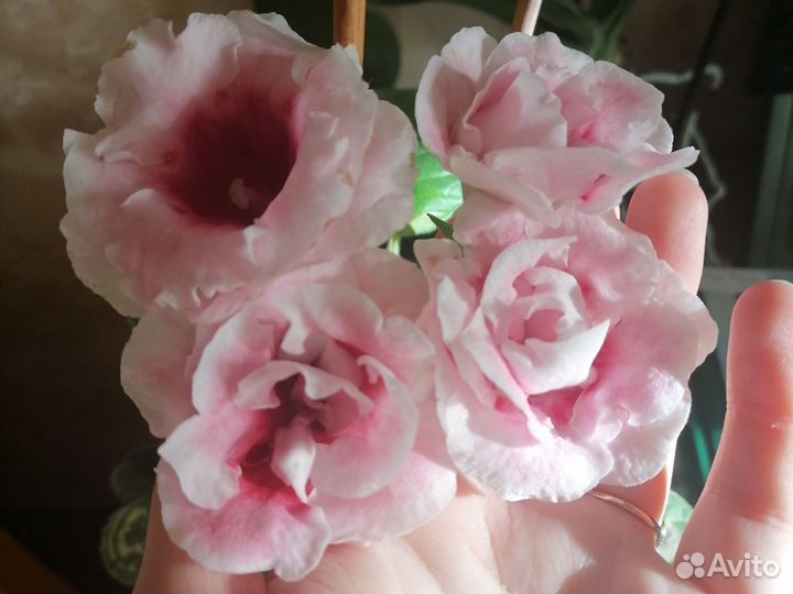 Глоксиния листики