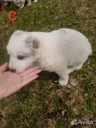 Собаки щенки