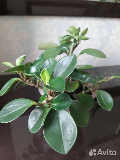 Толстянка (Пеперомия туполистная)