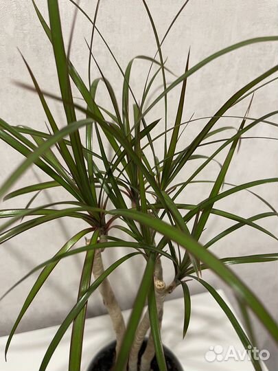 Пальма драцена