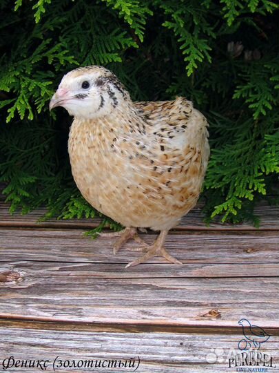 Инкубационное яйцо перепелов