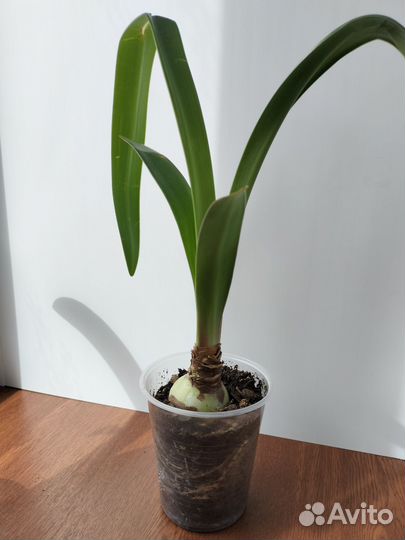 Гиппеаструм