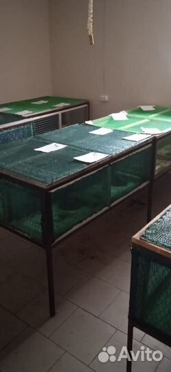 Улиточная ферма