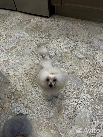 Килограмм счастья