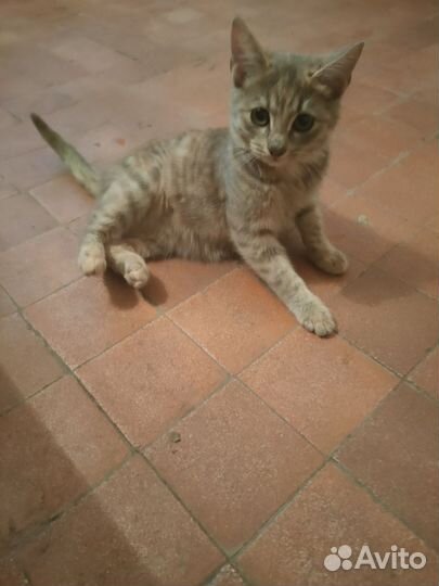 Кошка в добрые руки