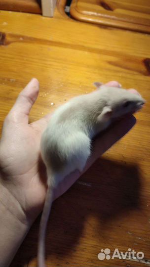 Декоративные крысята