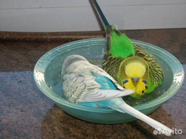 Веселые волнистые попугайчики, птенцы