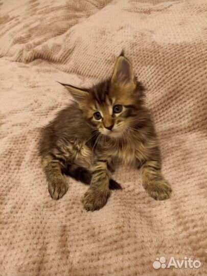 Котята мейн-кун