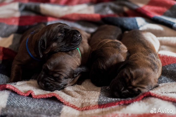 Баварская горная гончая