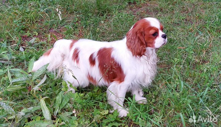 Кавалер кинг чарльз спаниель вязка