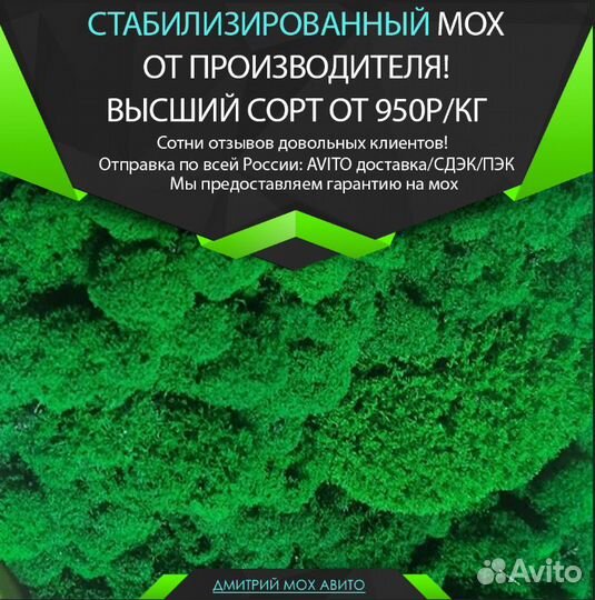Стабилизированный мох для декора ягель кочка