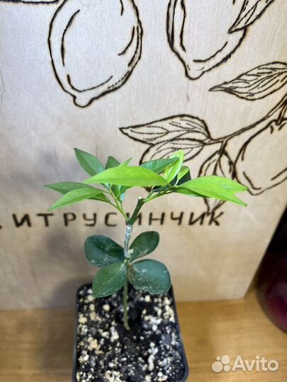 Мандарин