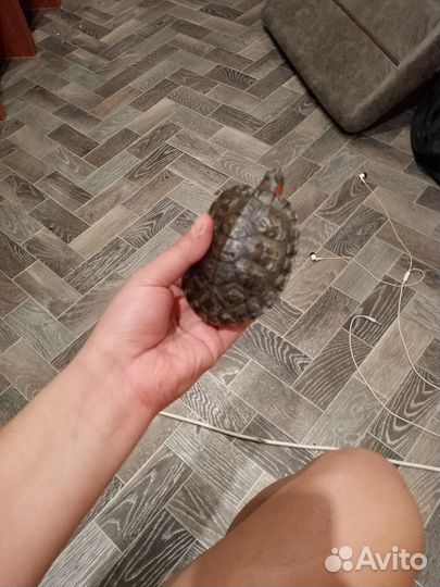 Продам 2 х красноухих черепах