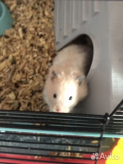 Сирийский хомяк