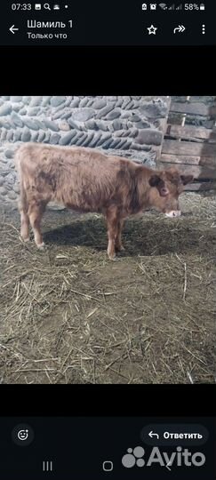 Телята телки 2 штуки