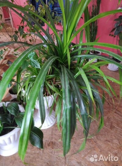 Пальма панданус