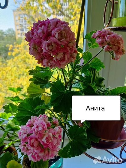 Комнатные растения