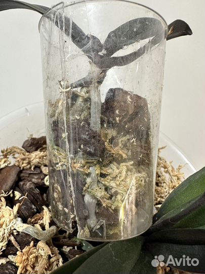 Комнатные растения цветы