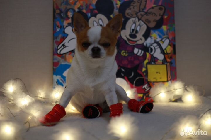 Ботинки зимние для маленьких собак