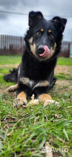 Метис бордер колли в семью
