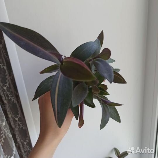 Шесть традесканций в одни руки