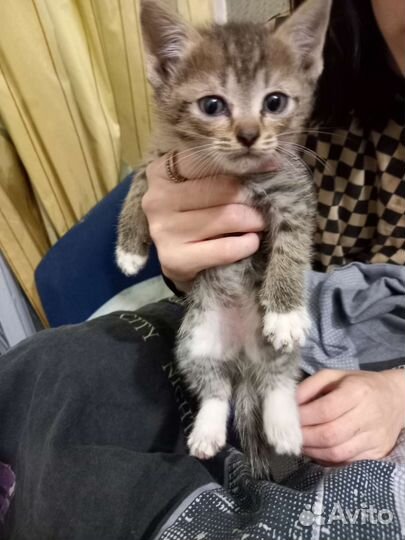 Кошка в дар бесплатно