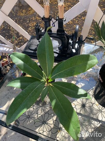 Магнолия грандифлора