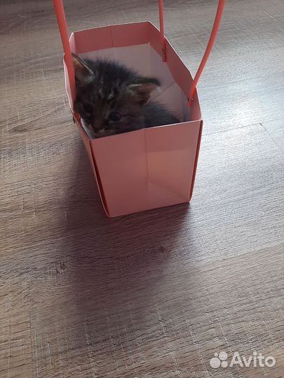 Котята бесплатно