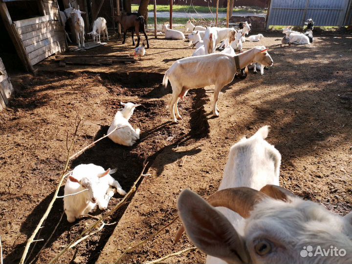 Дойные козы