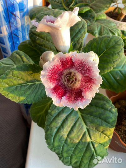 Глоксиния лист