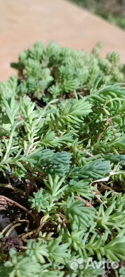 Очиток испанский