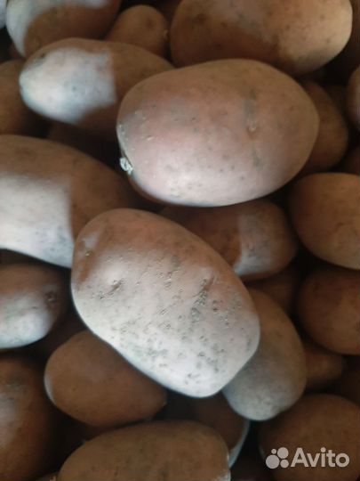 Овощи с дачи:чеснок,картофель,лук