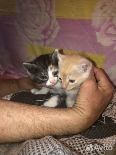 Котята крысоловы