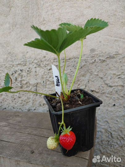 Рассада клубники