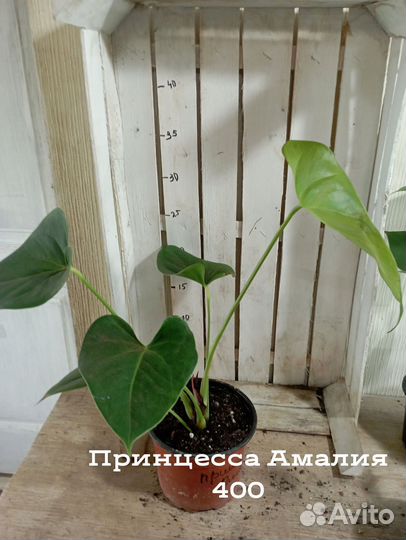 Комнатные цветы растение Антуриум Принцесса Амалия