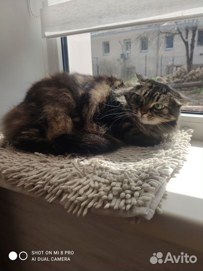 Отдам бесплатно, кошку,в хорошие руки.)