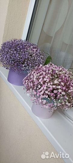 Цветочная композиция Гипсофила Букеты Цветы