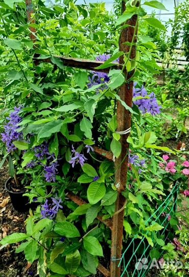 Михелия, Алигоне и другие