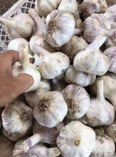 Семенной Чеснок, Любаша